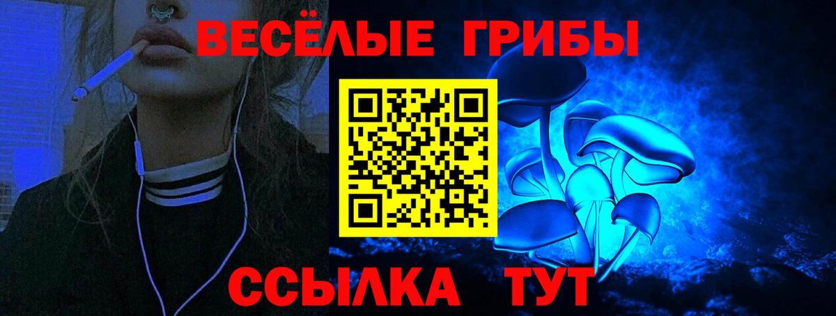 Псилоцибиновые грибы Psilocybine cubensis Северск